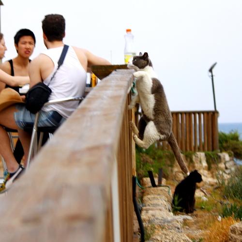 The hungry cat can fly