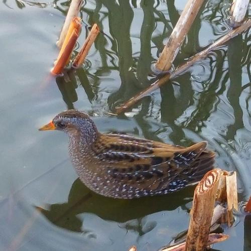 Photo #4169861