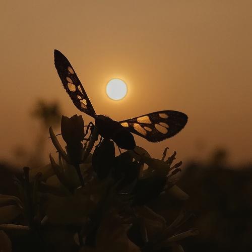 Photo #4170048