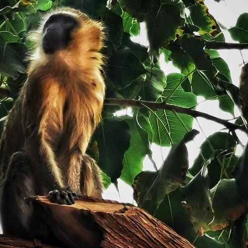 Golden Monkey