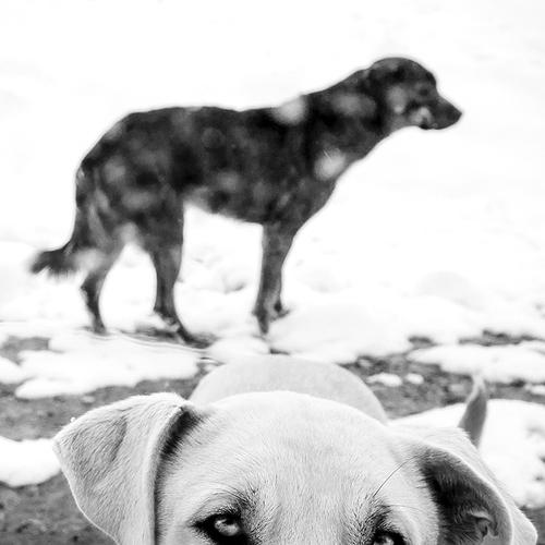 Photo #4171364
