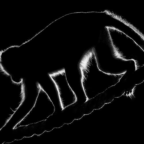 Silhouette Ape