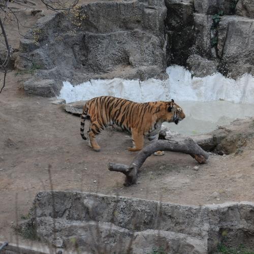 Lahore Zoo