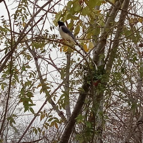 Photo #4173863