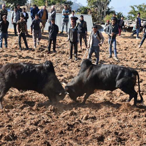 Oxen fighting