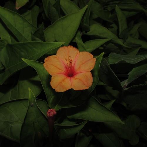 Photo #4175365