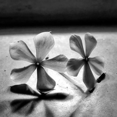 Photo #4175967