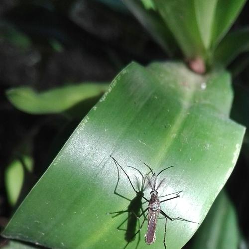 Mosquito