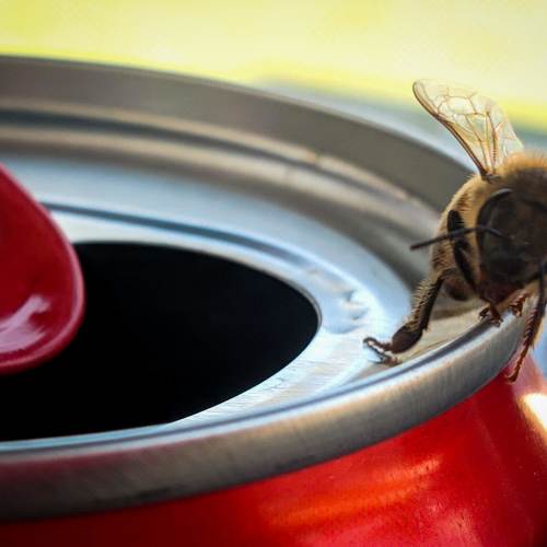 Lord bee