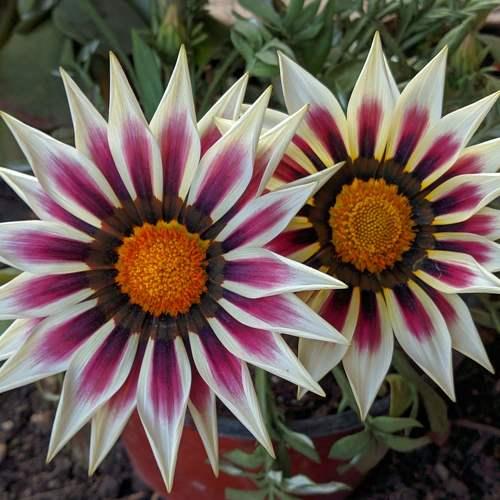Sweet flowers