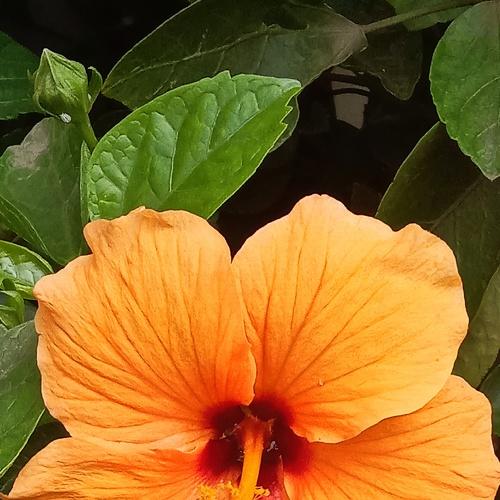 Photo #4176879