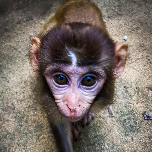 A monkey looking for foods.