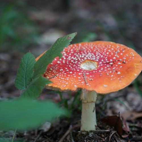 Photo #4178431