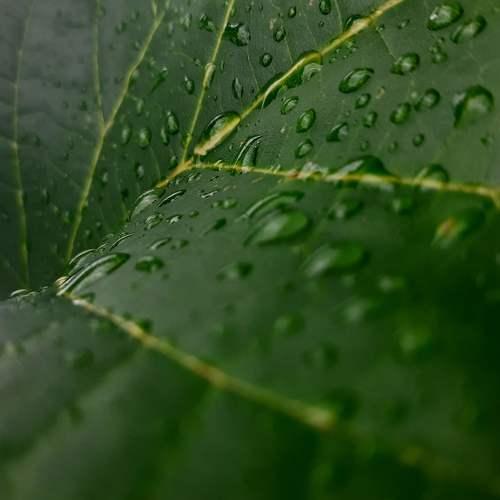 Dew drops