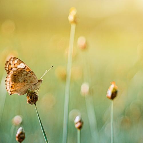 Photo #4179915