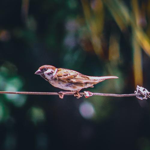 Photo #4181052