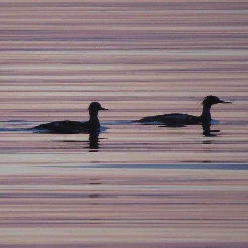 Photo #4183572