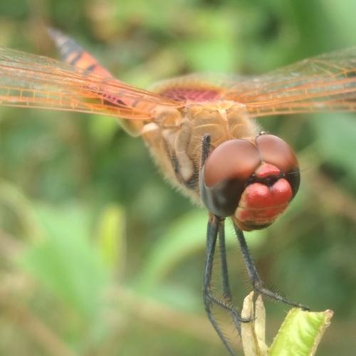 Micro Photography