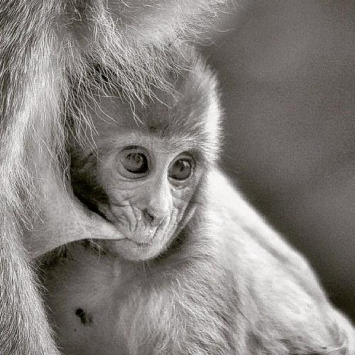 Baby monkey