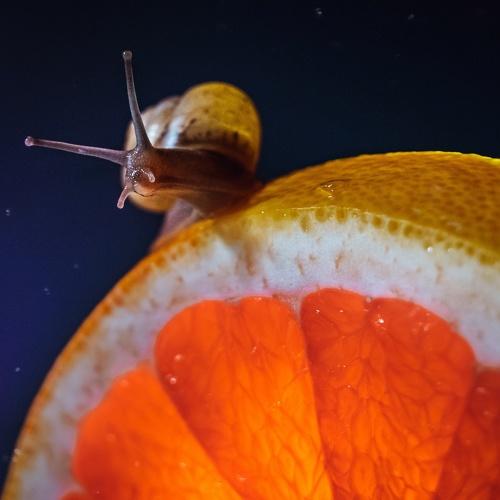 Photo #4184623