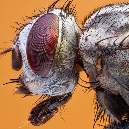 Fly Portrait