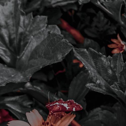 Photo #4185040