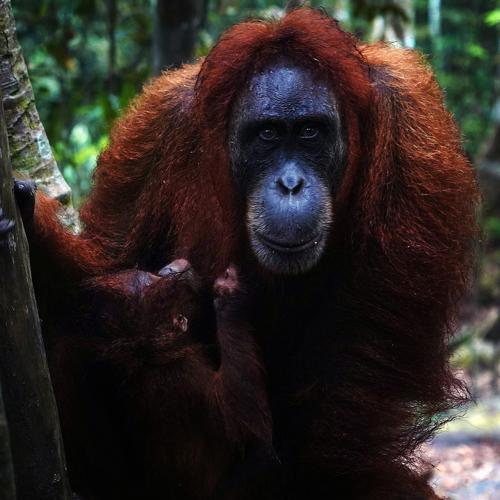Photo #4185062