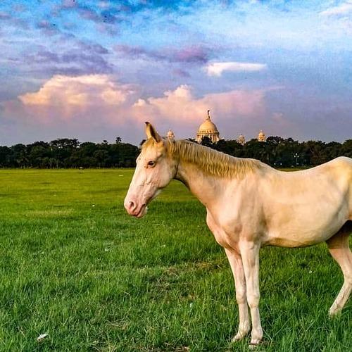 Photo #4185353