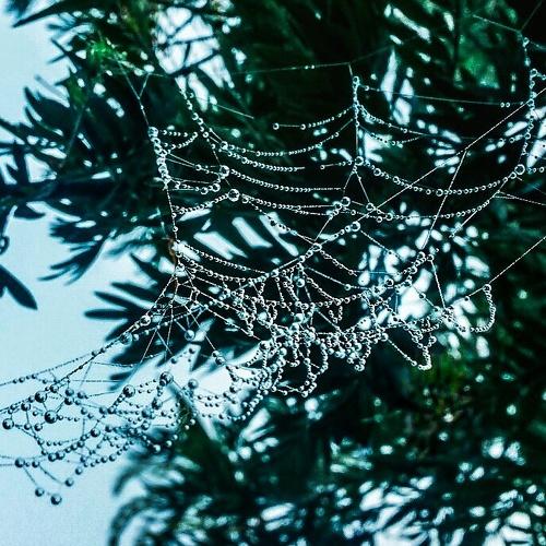 Web
