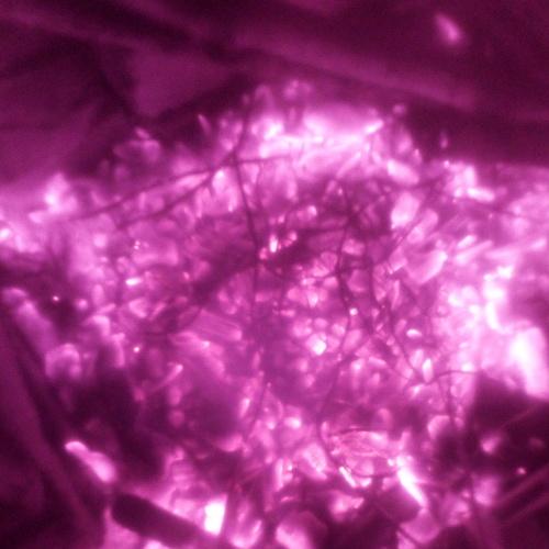 Photo #4186011