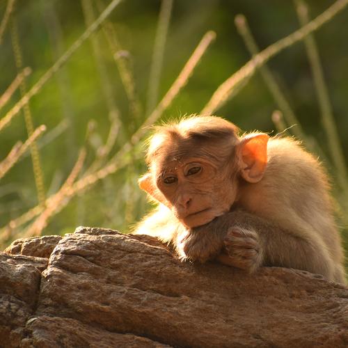 Photo #4186609