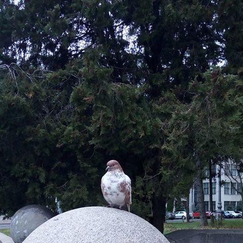 Photo #4186720