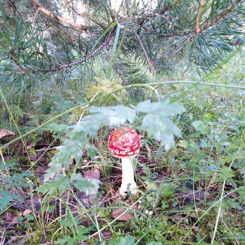 Photo #4187309