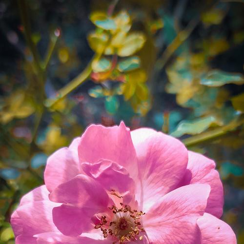 Photo #4188045