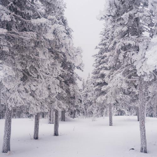 Photo #4188250
