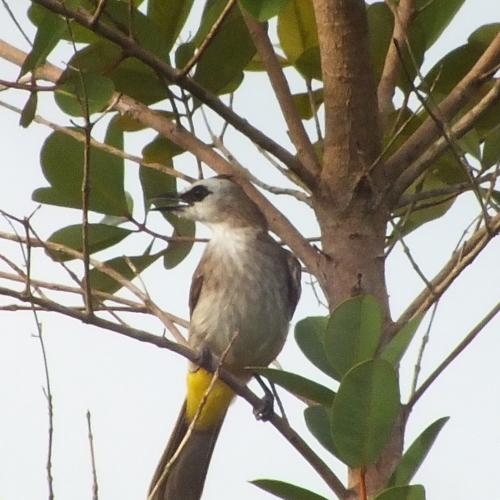 Trucuk si burung urban