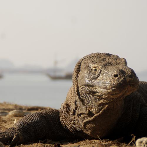 Komodo The Dragon