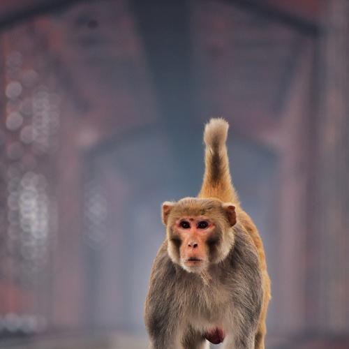 The Walk