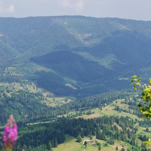 Photo #4193214