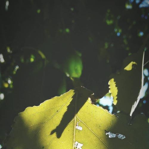 Photo #4193497