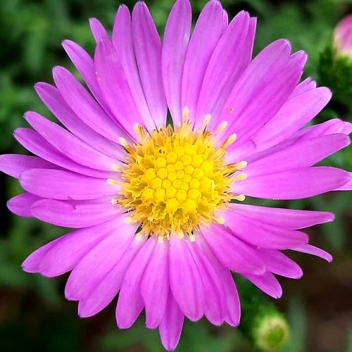 From my garden..