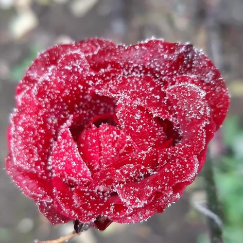 From my garden..
