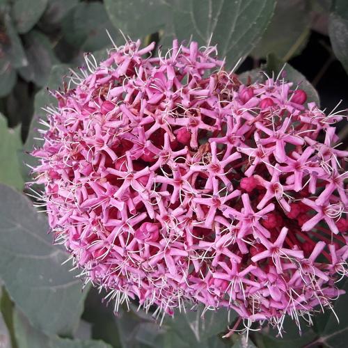 From my garden..