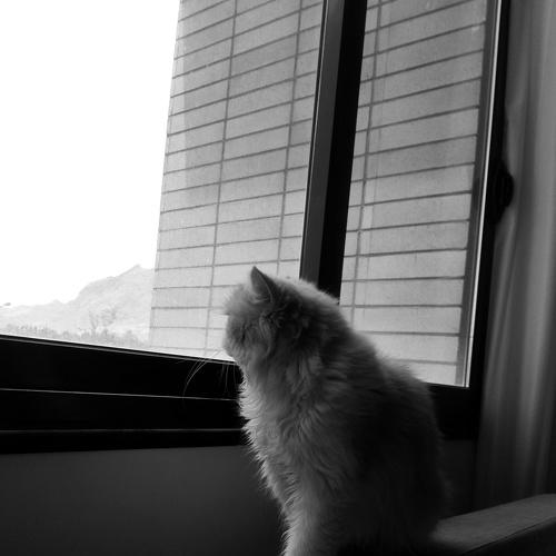 Photo #4195860