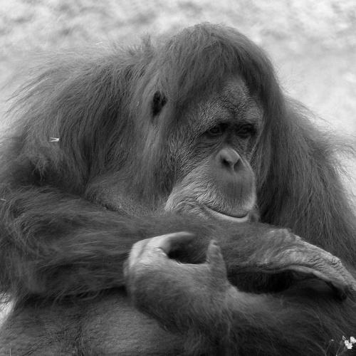 Photo #4196935