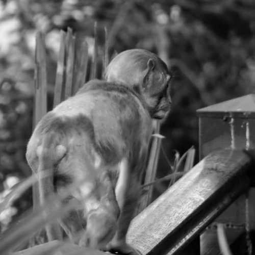 Photo #4197119