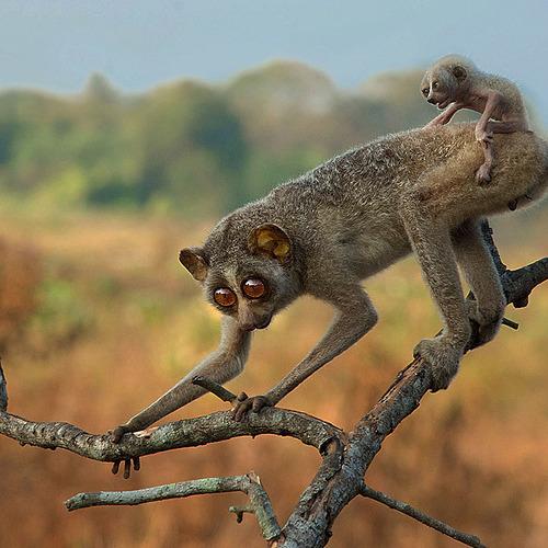 On a ride with mom