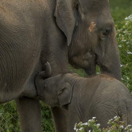 Feeding Time