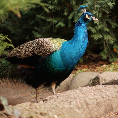 Photo #4197294