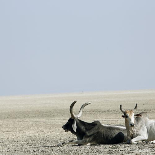 Photo #4198320